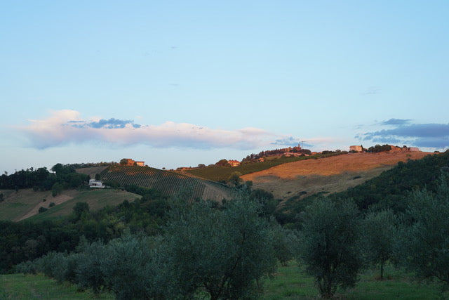 Olive grove in the hills above Fermo at first light